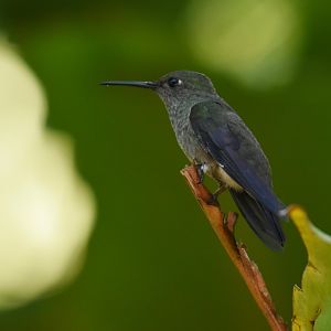 Sombre hummingbird (Aphantochroa cirrochloris)