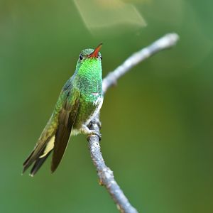Glittering-bellied Emerald (Chlorostilbon lucidus)