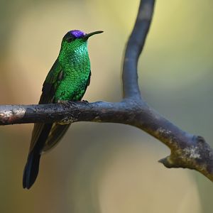 Violet-capped Woodnymph (Thalurania glaucopis)