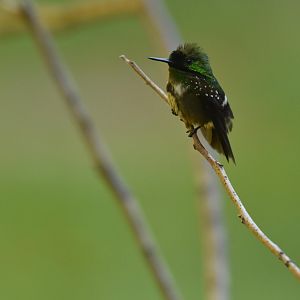 Festive Coquette (Lophornis chalybeus)