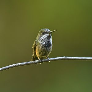 Festive Coquette (Lophornis chalybeus)