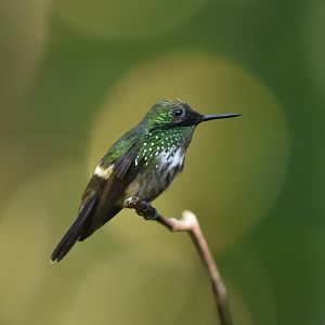 Festive Coquette (Lophornis chalybeus)