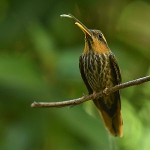 Saw-billed Hermit (Ramphodon naevius)