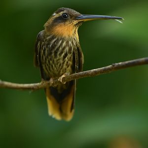 Saw-billed Hermit (Ramphodon naevius)