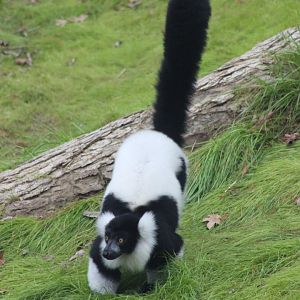 Black and White Ruffed Lemur in the new exhibit