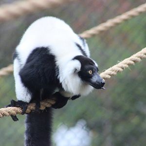 Black and White Ruffed Lemur in the new exhibit
