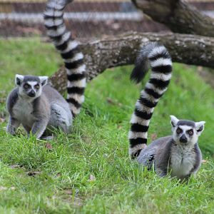 Ring-tailed Lemurs in the new exhibit
