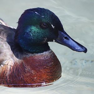 Mystery Duck