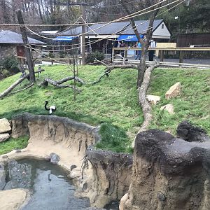New Lemur Exhibit