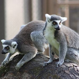Ring Tailed Lemurs in the new exhibit