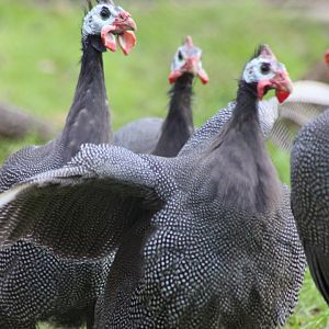 Guineafowl in the new Madagascar exhibit