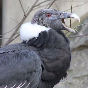 Gryphus the Andean Condor