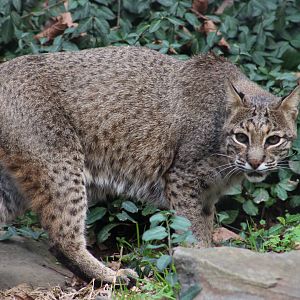 Squeakers the Bobcat