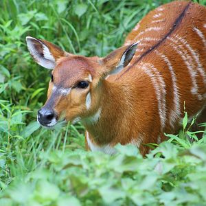 Sitatunga at The Maryland Zoo