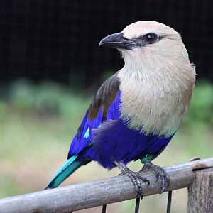 Blue-Bellied Roller at The Maryland Zoo