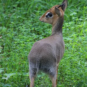 Dik-dik at The Maryland Zoo in Baltimore
