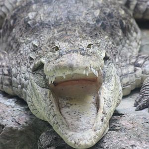 Crocodile at Philadelphia Zoo