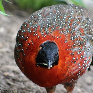 Satyr Tragopan at the Philadelphia Zoo
