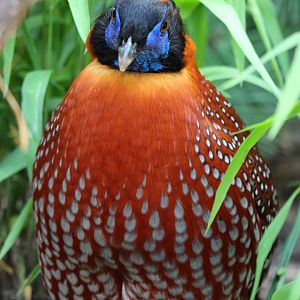Temmink’s Tragopan at the Philadelphia Zoo