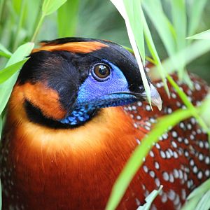 Temmink’s Tragopan at the Philadelphia Zoo