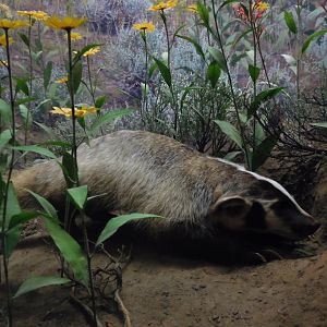 American Badger