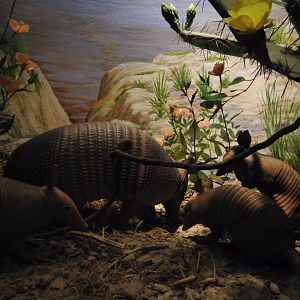 Nine-banded Armadillos