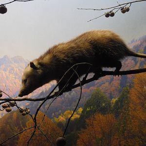 Virginia Opossum