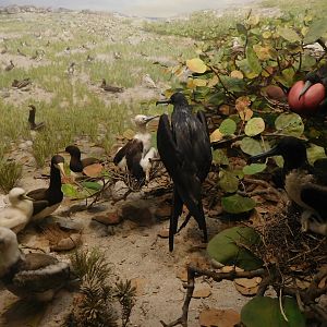 American Frigatebirds and Brown Boobies