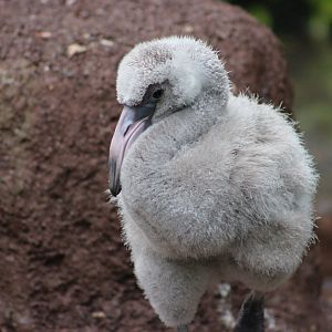 Flamingo Chick at the Philadelphia Zoo