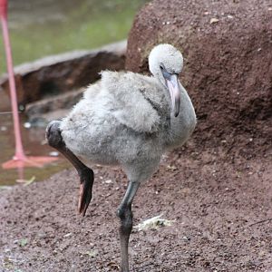 Flamingo Chick at the Philadelphia Zoo
