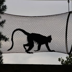 François' langur In the Zoo 360