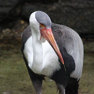 Wattled Crane at the Philadelphia Zoo