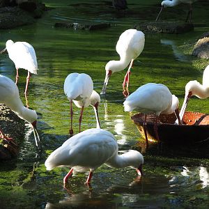 Foraging African spoonbills (Platalea alba), 2020-10-10