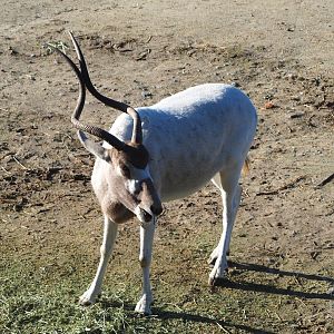 Addax (Addax nasomaculatus),
