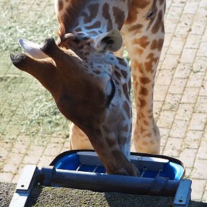 Kordofan giraffe (Giraffa camelopardalis antiquorum), 2020-10-10