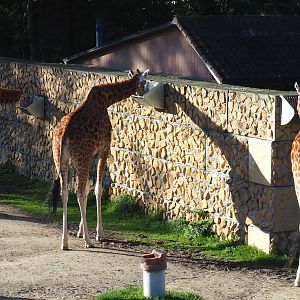 Feeding Kordofan giraffes (Giraffa camelopardalis antiquorum), 2020-10-10