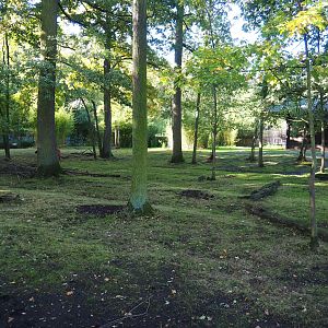 Mountain bongo and Kirk's dik-dik paddock, 2020-10-10