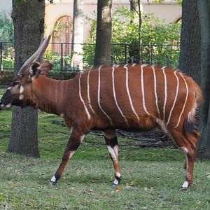 Mountain bongo (Tragelaphus eurycerus isaaci), 2020-10-10