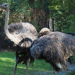 Ostriches (Struthio camelus), 2020-10-10