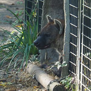 Spotted hyena (Crocuta crocuta), 2020-10-10