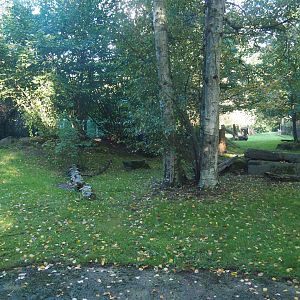 Sudan cheetah exhibit, 2020-10-10