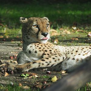 Sudan cheetah (Acinonyx jubatus soemmeringii), 2020-10-10