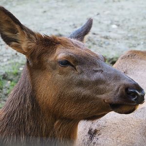 Rocky Mountain wapiti (Cervus canadensis nelsoni), 2020-10-10