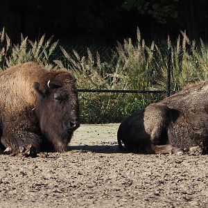 American Plains bisons (Bison bison bison), 2020-10-10