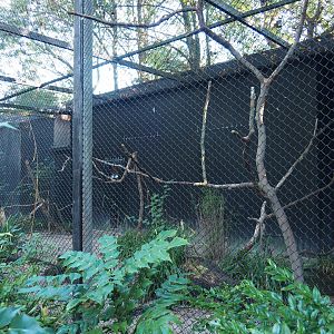 Crestless curassow and Guira cuckoo aviary, 2020-10-10