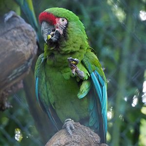 Mexican military macaw (Ara militaris mexicana), 2020-10-10