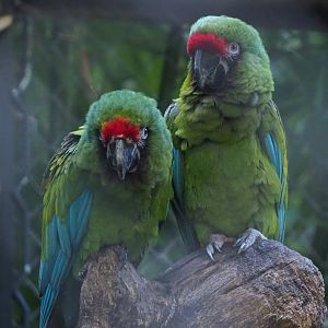 Mexican military macaws (Ara militaris mexicana), 2020-10-10