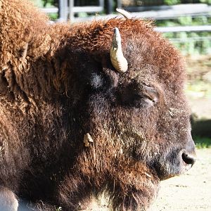 American Plains bison (Bison bison bison), 2020-10-10