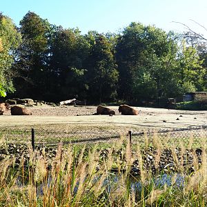 Americans Plains bison and Rocky Mountain wapiti prairie paddock, 2020-10-10