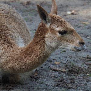 Vicuña (Vicugna vicugna), 2020-10-10